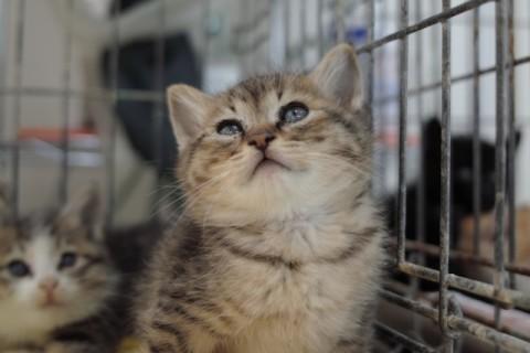 ちょっとビビリの3兄弟ですが、小