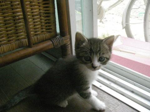 シロトラです。

足が白く靴