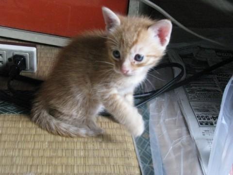 ３匹の中でこれも一人前にフーフー