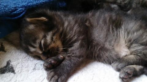 母猫が美人さんなので、とても可愛