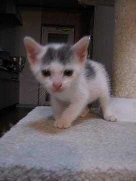 白地にグレーのポイントがあります