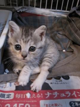 目も顔も体つきも丸っこく愛嬌のあ