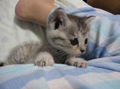 目も顔も体つきも丸っこく愛嬌のあ