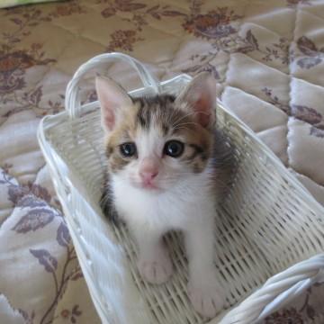 三毛猫です。母猫も三毛猫。