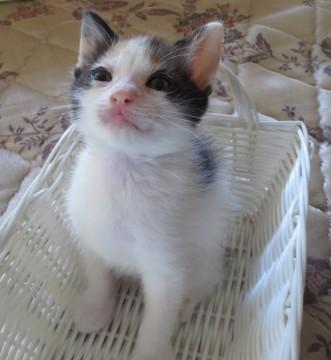 三毛猫です。母猫も三毛猫。子