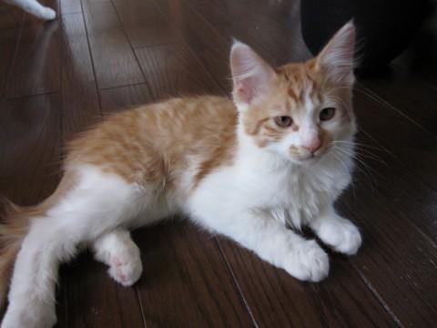 三毛猫のメスが2匹

茶色の