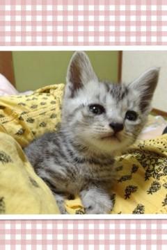 アメショーみたいなシルバー色のキ