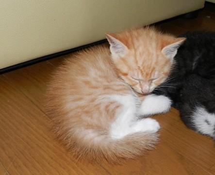 4月23日生まれ、オス。
 