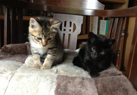 黒猫　
黒猫
虎猫　