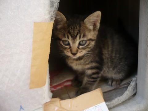 トラ猫ちゃんです。

この子