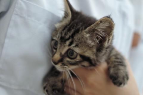 ケージから出されると、ゴロゴロ言