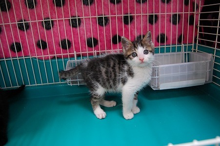 キジ白の男の子で、尻尾は長めです