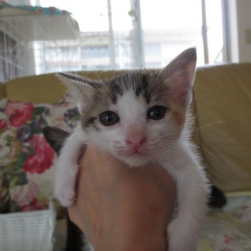 三毛猫です。母猫も三毛猫。子