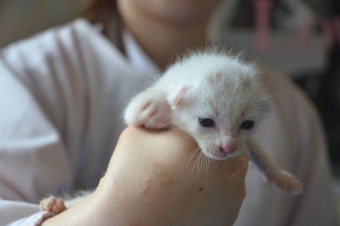 真ん中の三毛が女の子、両脇2匹は