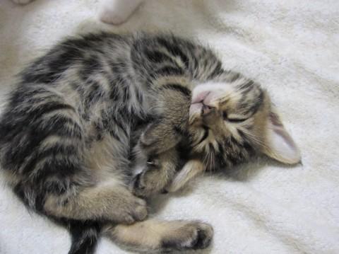 黒い部分の多いきじとらで毛足が長