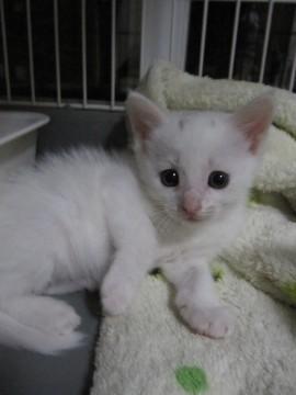 きれいな白猫で、頭にほんの少しだ