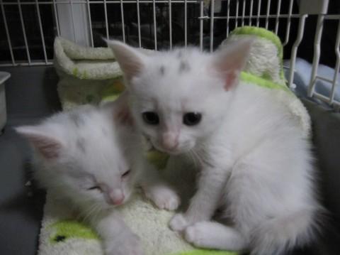 きれいな白猫で、頭にほんの少しだ