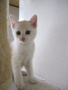 クリーム色ベースにところどころや