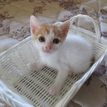 頭と尻尾だけが茶色であとは白い猫