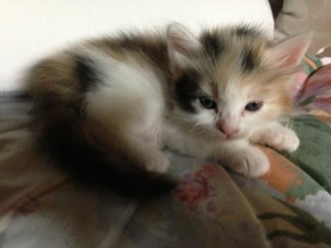 三毛猫。 メス