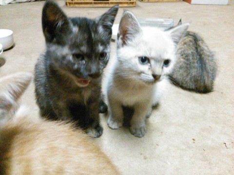 シャム猫っぽいです。しっぽは真っ