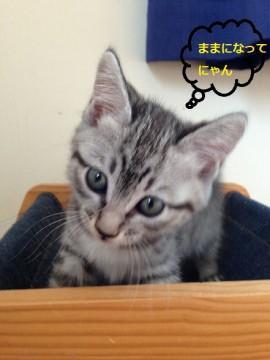 グレーのきじさん、とても甘えっこ