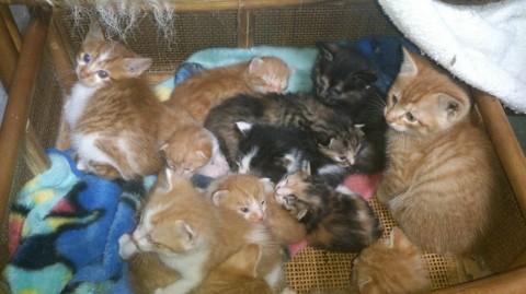 三毛猫、二毛猫、茶トラ、黒と茶の
