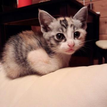 しっぽの長いミケ猫です。甘えん坊