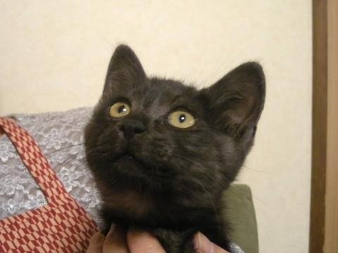 グレー地に黒のタビーです。
毛