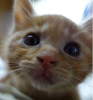 のびのびと、保護主さんのお家で育