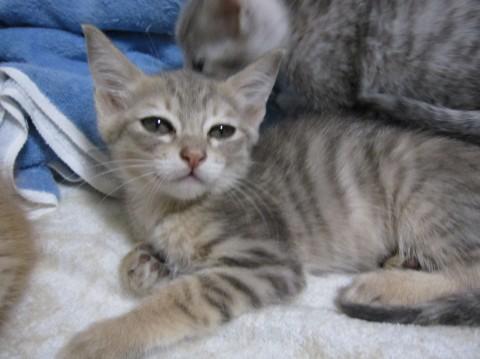 薄い茶色にグレーの縞模様というち