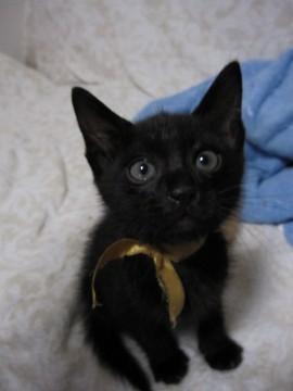 うっすら縞模様のある黒猫ちゃんで