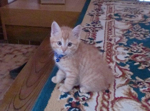 毛がふわふわです。
茶トの幼い