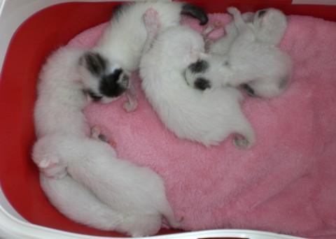 画像のピンクのバックが女の子達 