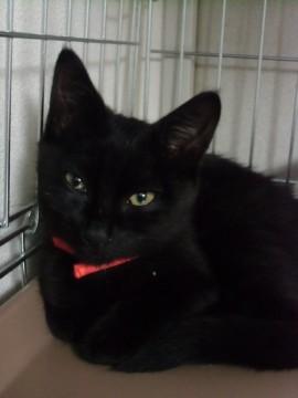 真っ黒な男の子です。
性格はの