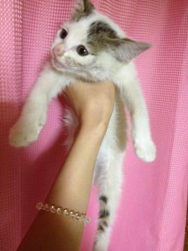 白い体に耳と尻尾色付き。
尻尾