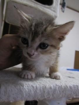 茶色と焦げ茶のトラで手足の先が白