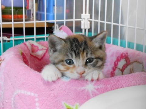 ミケ猫　