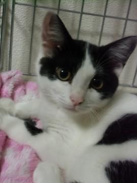 白黒、ハチ割れちゃんです♪
