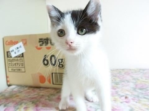 白地に少し黒い模様があります。