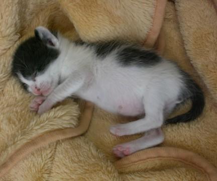 白地の黒ブチちゃんです。尻尾は長