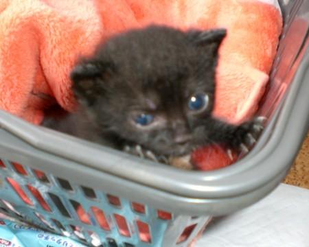 黒猫ちゃんです。尻尾は長くまっす