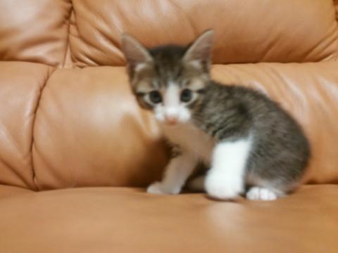 キジ白です。
しっぽは長くて、