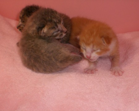 グレー系トラ柄♂　尾長
グレー