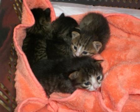 黒系キジトラ♀ 八割れ 足先ソッ