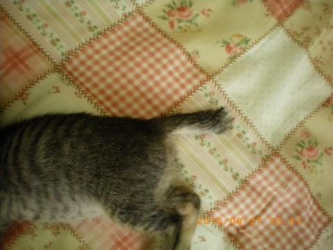 素人　牝 猫]群馬県の里親募集 素人判断ではメスです。おっとりの