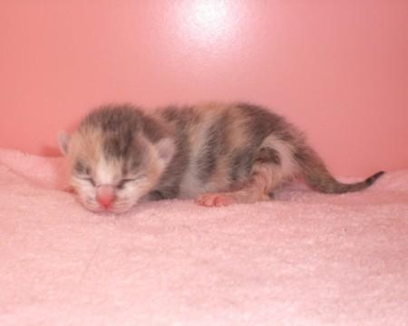 推定6日程度の女の子
セピアカ