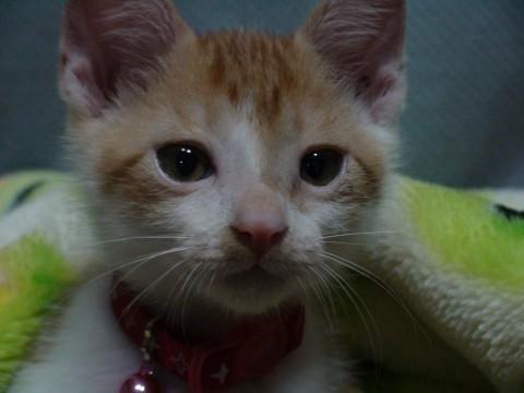 茶白の猫です。
尻尾はうさぎの