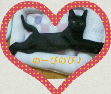 ☆黒猫の八重ちゃん☆

八重