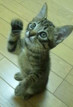 ☆ふじ猫の和くん☆

少し垂